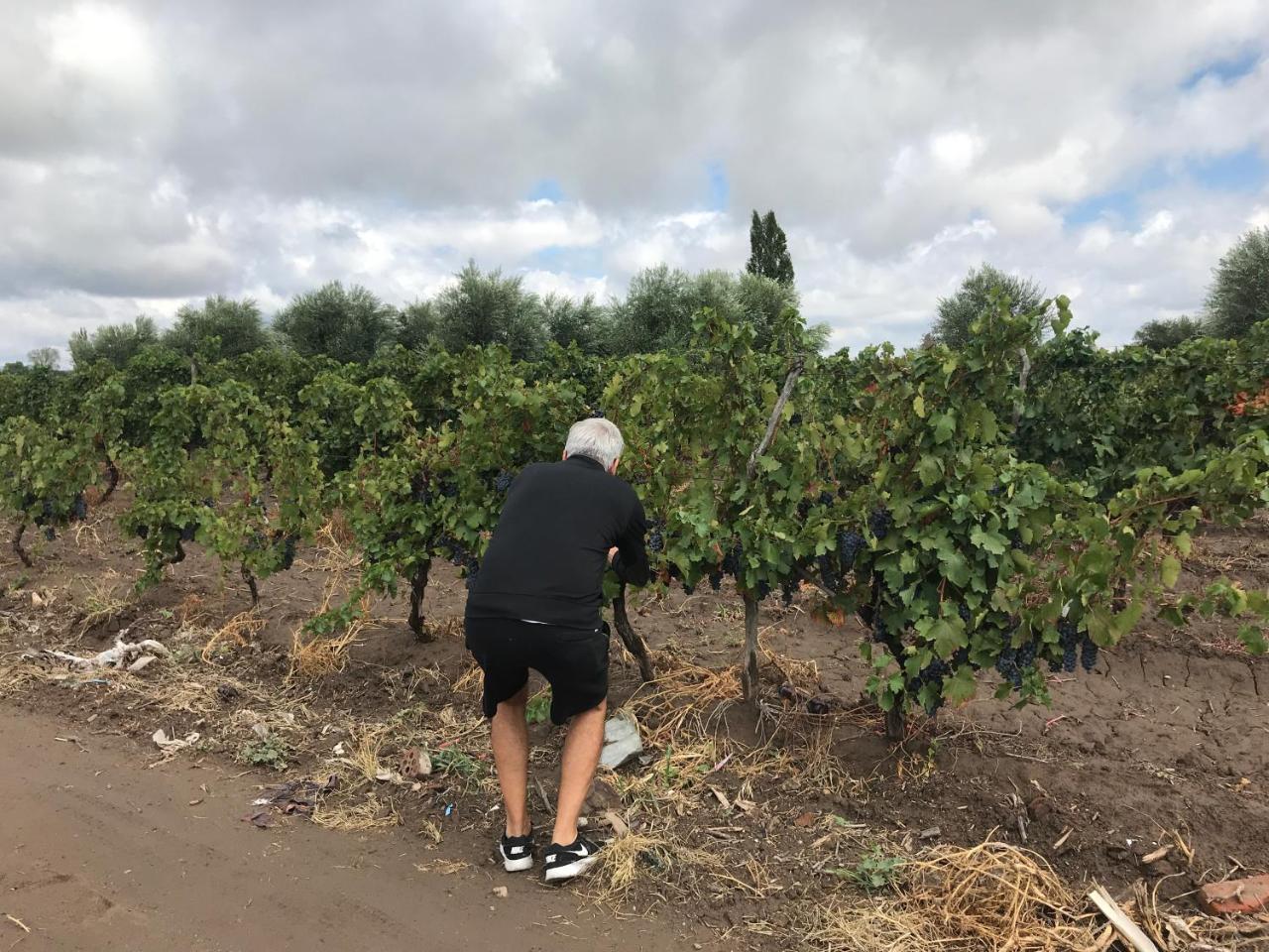 הוילה סן רפאל Sangiovese Cabanas מראה חיצוני תמונה